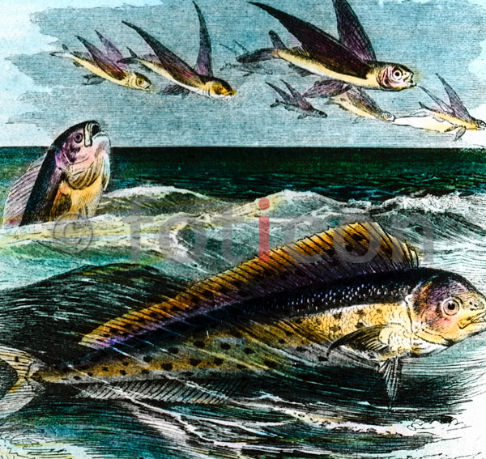Fliegende Fische | Flying Fish - Foto foticon-600-simon-meer-363-031.jpg | foticon.de - Bilddatenbank für Motive aus Geschichte und Kultur